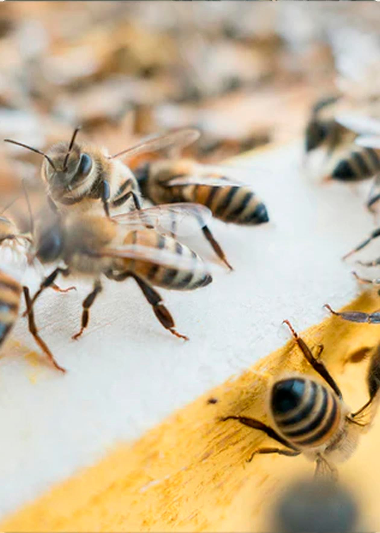 Abejas en una colmena trabajando en equipo, ilustrando la colaboración en el desarrollo Shopify.